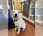Small Dogo Argentino Mix