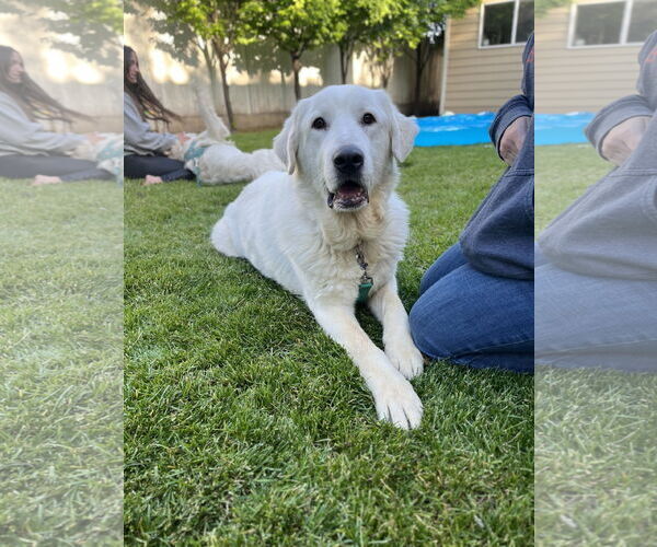 Medium Photo #2 Great Pyrenees Puppy For Sale in Bountiful, UT, USA