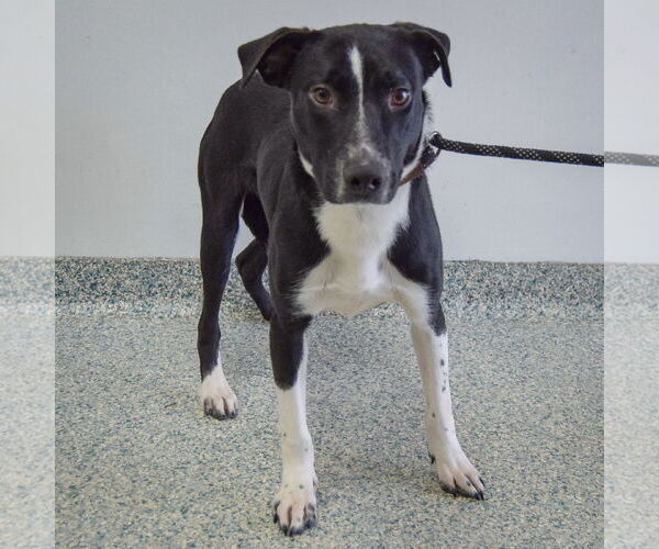 Medium Photo #4 Border Collie-Unknown Mix Puppy For Sale in Huntley, IL, USA