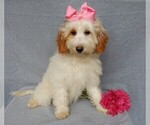 Small #7 Goldendoodle (Miniature)