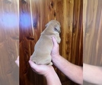 Small Photo #7 Bulldog Puppy For Sale in GREERS FERRY, AR, USA