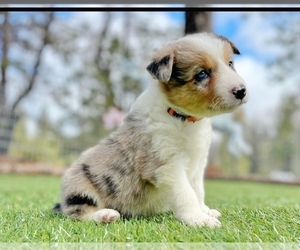 Medium Border Collie