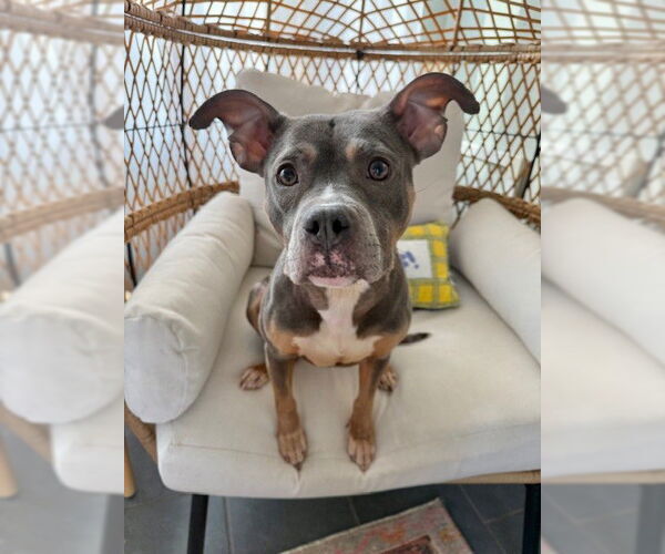 Medium Photo #2 Mutt Puppy For Sale in Oklahoma City, OK, USA