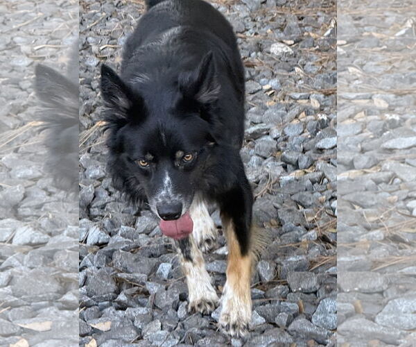 Medium Photo #4 Border-Aussie Puppy For Sale in Valrico, FL, USA