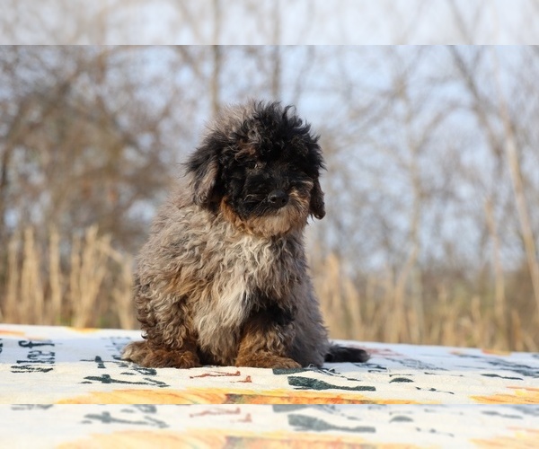 Medium Photo #53 ShihPoo Puppy For Sale in DYERSBURG, TN, USA