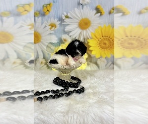 ShihPoo Puppy for sale in RIPLEY, MS, USA