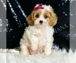 Small #1 Cavapoo