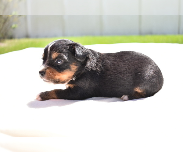 Medium Photo #2 Miniature American Shepherd Puppy For Sale in PALM COAST, FL, USA