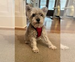 Small #9 Mutt
