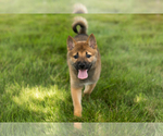 Small #21 Shiba Inu