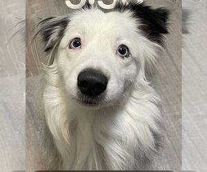 Australian Shepherd Dogs for adoption in Staten Island, NY, USA