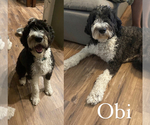 Small Photo #1 Sheepadoodle Puppy For Sale in QUEEN CREEK, AZ, USA