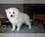 Small Photo #12 Miniature American Eskimo Puppy For Sale in GENEVA, IN, USA