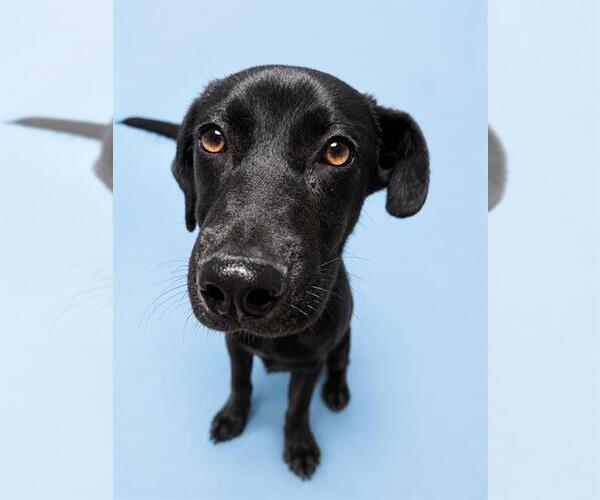 Medium Photo #1 Labrador Retriever-Unknown Mix Puppy For Sale in HESPERIA, CA, USA