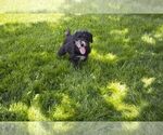 Small Photo #2 Miniature Labradoodle Puppy For Sale in APPLE CREEK, OH, USA