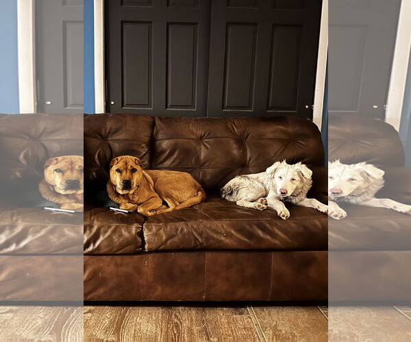 Medium Photo #6 Mutt Puppy For Sale in Fort Collins, CO, USA