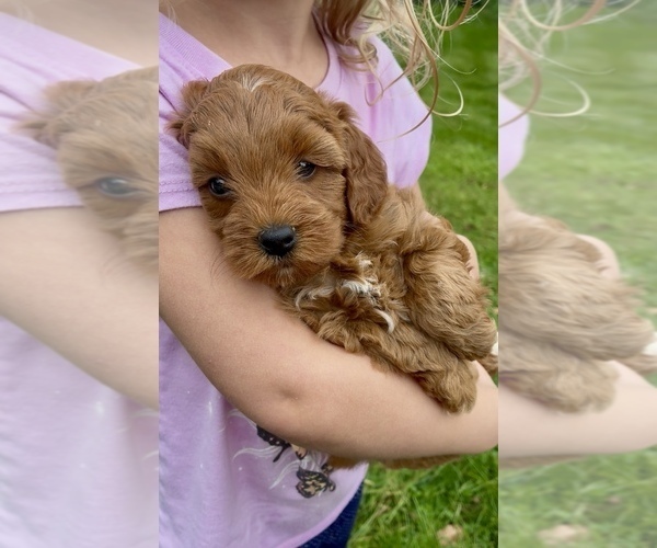 Medium Photo #6 Goldendoodle (Miniature) Puppy For Sale in RANDOLPH, WI, USA