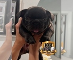 Small Photo #2 French Bulldog Puppy For Sale in SPRING HILL, FL, USA
