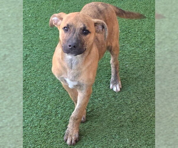 Medium Photo #2 American Staffordshire Terrier-Unknown Mix Puppy For Sale in Chino Hills, CA, USA