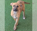 Small Photo #2 American Staffordshire Terrier-Unknown Mix Puppy For Sale in Chino Hills, CA, USA