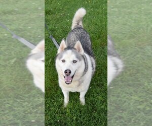 Alaskan Malamute Dogs for adoption in Evansville, IN, USA