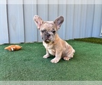Small #1 French Bulldog