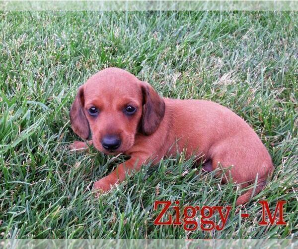 Medium Photo #8 Dachshund Puppy For Sale in NEW HOLLAND, PA, USA