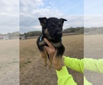Small #2 German Shepherd Dog