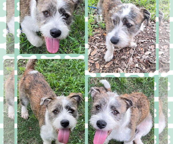 Medium Photo #4 Cairn Terrier-Petit Basset Griffon Vendeen Mix Puppy For Sale in Missouri City, TX, USA