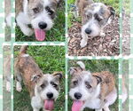 Small #3 Cairn Terrier-Petit Basset Griffon Vendeen Mix
