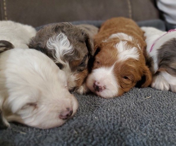 Medium Photo #26 Bernedoodle (Miniature) Puppy For Sale in LEETONIA, OH, USA