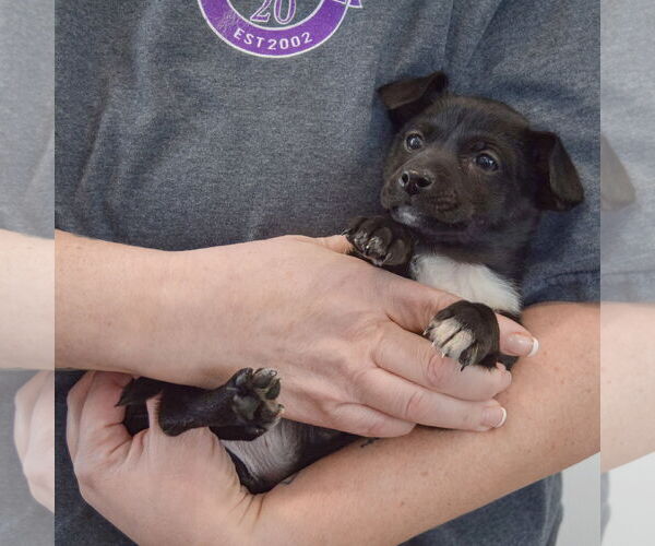 Medium Photo #3 Chipin Puppy For Sale in Huntley, IL, USA