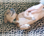 Small #3 Beagle-Chihuahua Mix
