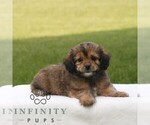 Small #3 ShihPoo