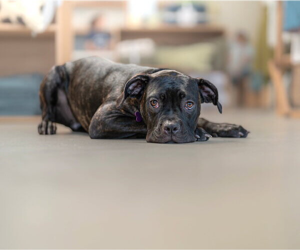 Medium Photo #8 Mutt Puppy For Sale in Marina Del Rey, CA, USA