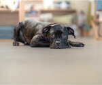 Small #7 Mutt