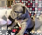 Small Photo #4 French Bulldog Puppy For Sale in BOSSIER CITY, LA, USA