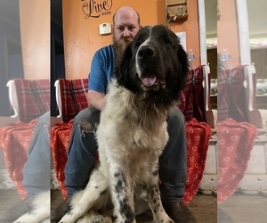 Father of the Newfoundland puppies born on 02/19/2025