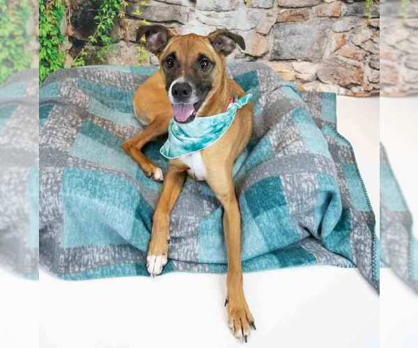 Medium Photo #3 Boxer-Unknown Mix Puppy For Sale in Kennesaw, GA, USA