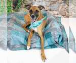 Small #2 Boxer Mix