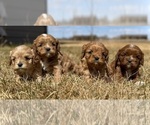 Small Cavapoo