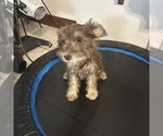 Small #56 Schnauzer (Miniature)