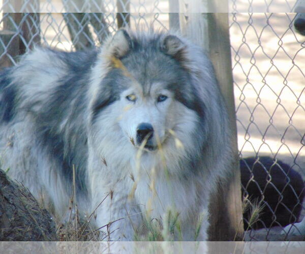 Medium Photo #9 Samoyed-Siberian Husky Mix Puppy For Sale in Pacific grove , CA, USA
