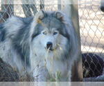 Small #8 Samoyed-Siberian Husky Mix