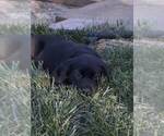 Small Photo #1 Labrador Retriever Puppy For Sale in THE DALLES, OR, USA