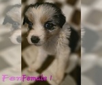 Small Photo #9 Australian Shepherd Puppy For Sale in ROY, UT, USA