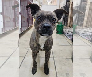 Boston Terrier-Unknown Mix Dogs for adoption in El Centro, CA, USA