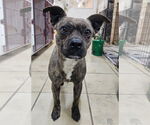 Small Boston Terrier Mix