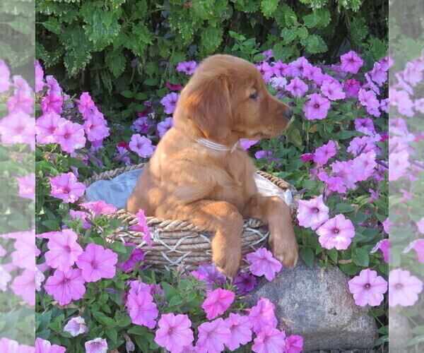 Medium Photo #6 Golden Retriever Puppy For Sale in THORP, WI, USA