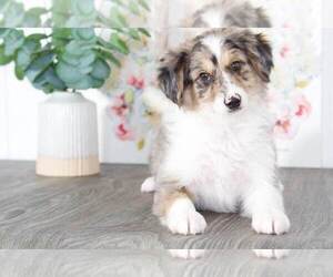 Aussiedoodle Miniature  Puppy for sale in BEL AIR, MD, USA